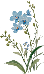 Floral decoration