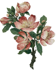 Floral decoration
